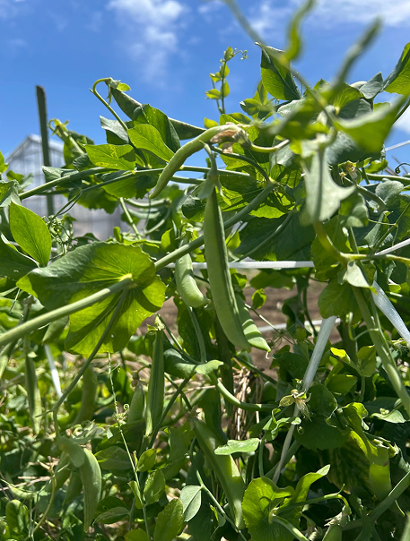 Farm Image 2