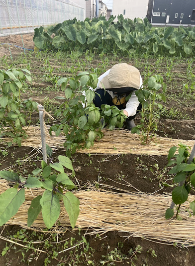 Farm Image 5