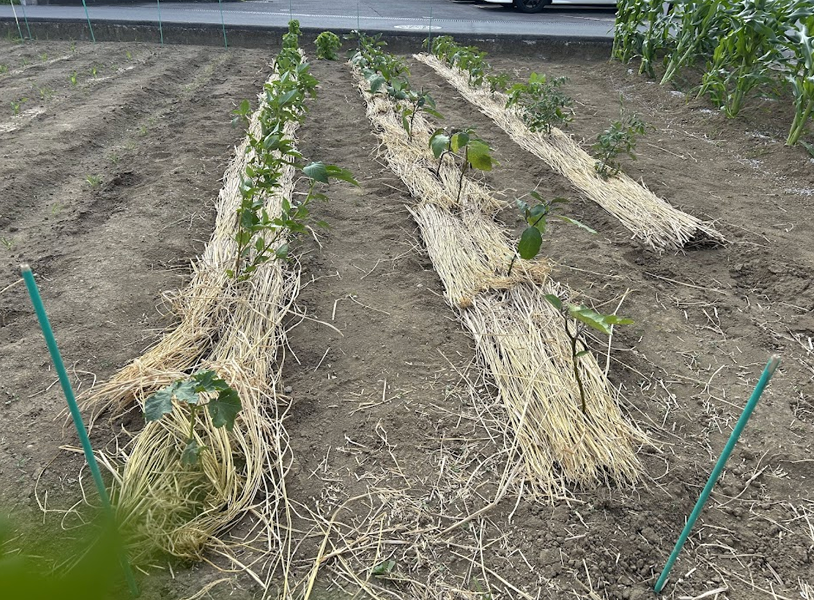 Farm Image 10